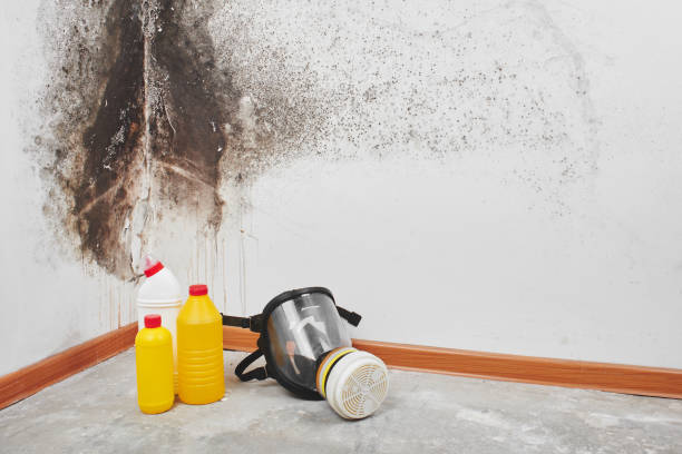 Certified Mold Removal in Mount Vernon, NY
