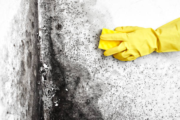 Best Mold Cleaning Services  in Mount Vernon, NY