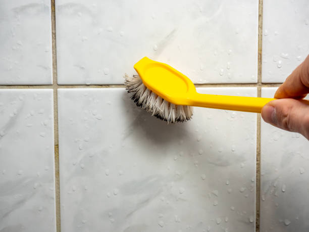 Best Certified Mold Removal  in Mount Vernon, NY