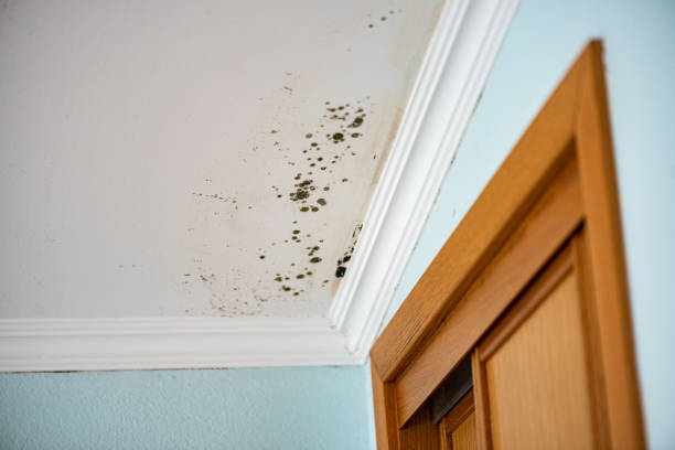 Best Attic Mold Removal  in Mount Vernon, NY