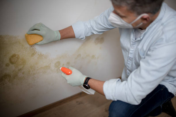 Best Professional Mold Removal  in Mount Vernon, NY