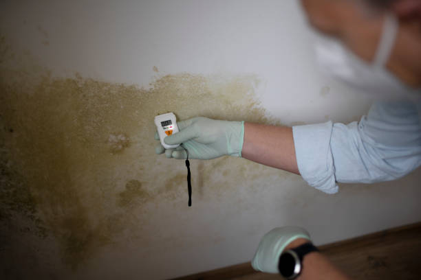 Office Mold Removal Services in Mount Vernon, NY