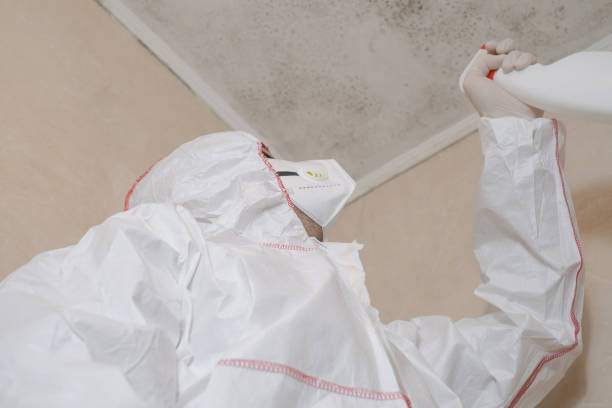 Best Professional Mold Removal  in Mount Vernon, NY