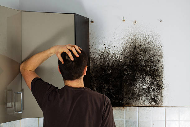 Professional Mold Removal in Mount Vernon, NY