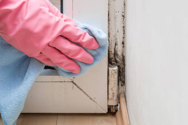 Best Mold Damage Repair  in Mount Vernon, NY