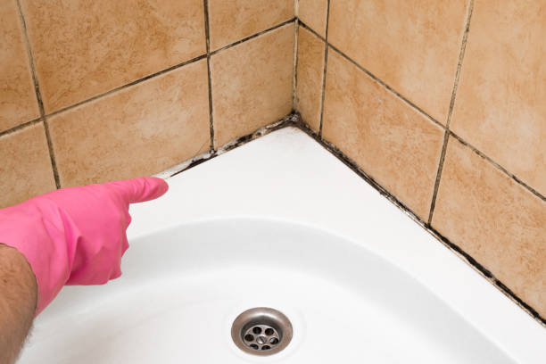 Best Mold Testing  in Mount Vernon, NY