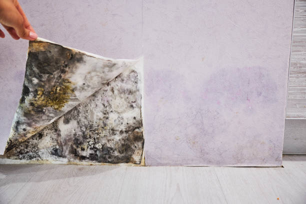 Best Mold Removal Company Near Me  in Mount Vernon, NY